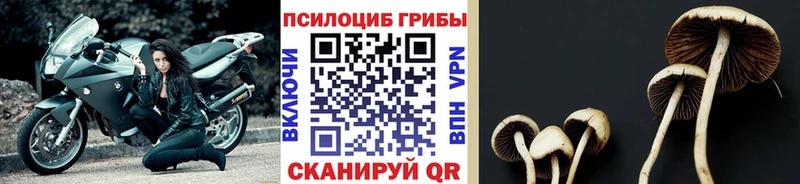 Купить закладки  Сланцы  Псилоцибиновые грибы Magic Shrooms 